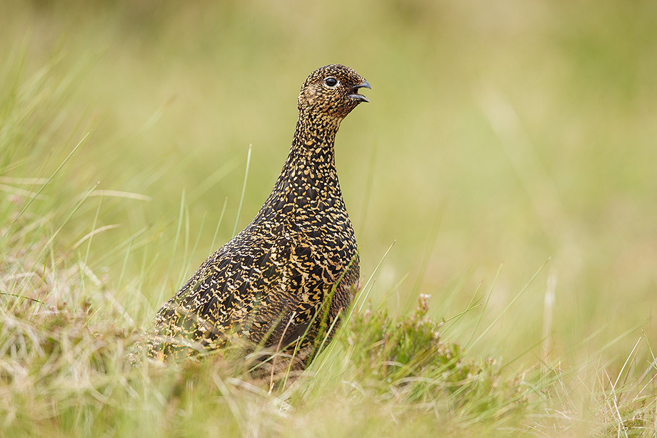 Red Grouse female calling