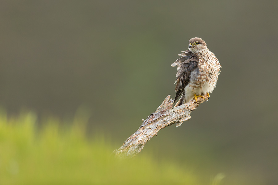 Merlin (Falco columbarius) adult female perched, on moorland